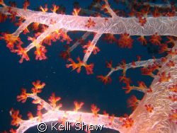 This coral is so beautiful and all over Truk Lagoon.  Son... by Kelli Shaw 